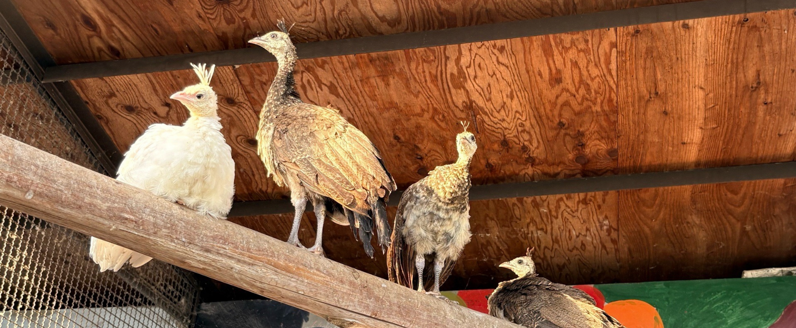 くじゃくの赤ちゃん