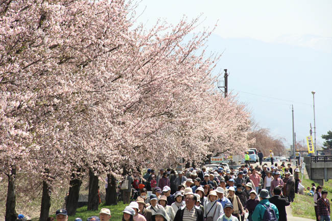 満開の桜並木の下を歩いている楽しく歩こう会のみなさんの写真