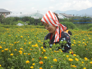 一面に広がるべに花の中で花を手入れしている女性の写真