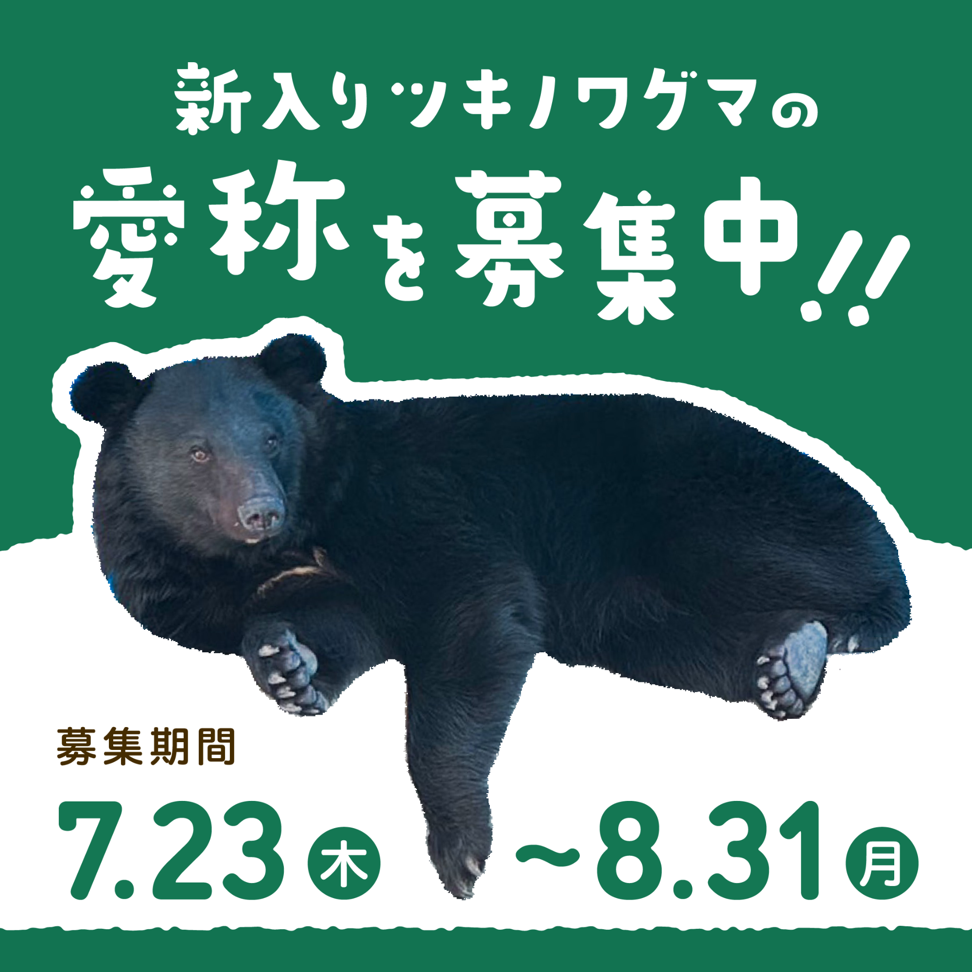 ツキノワグマの愛称募集のお知らせ