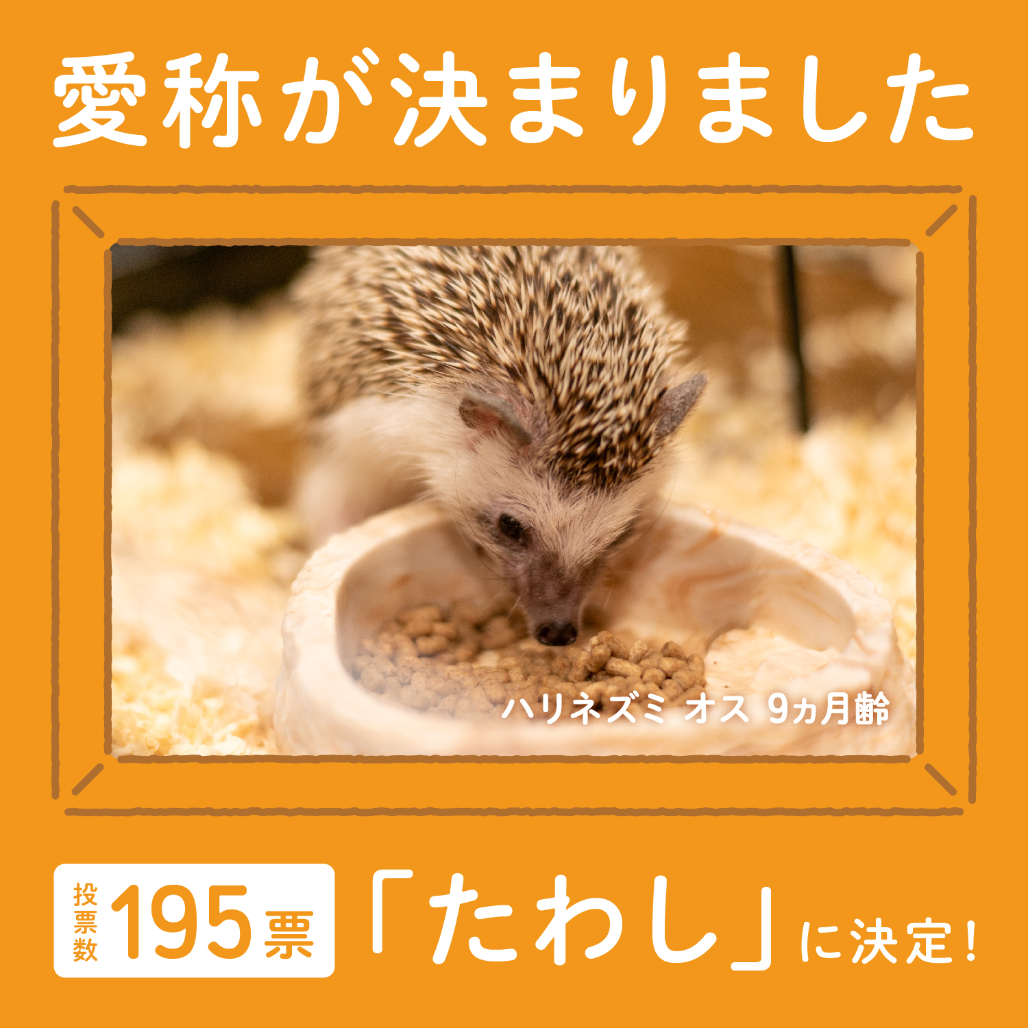 ハリネズミ愛称決定!