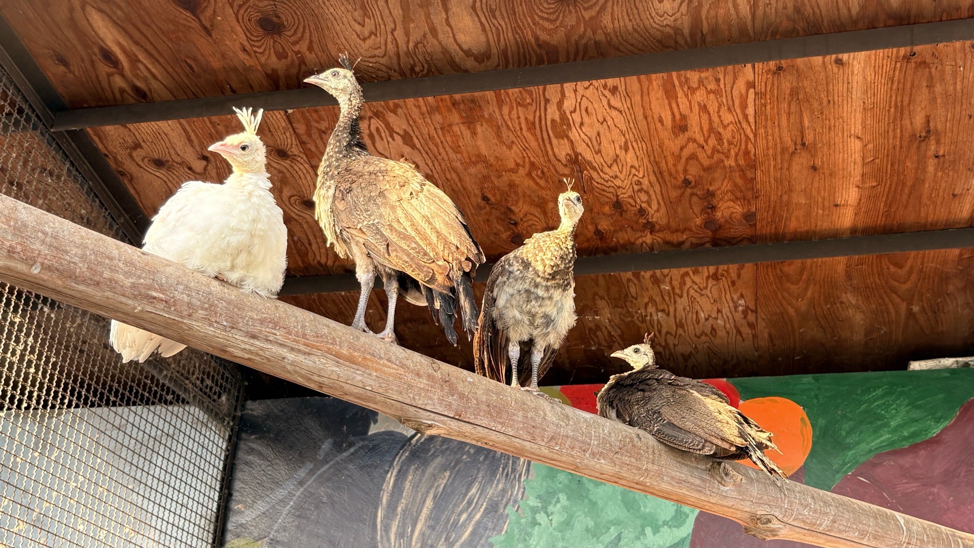 クジャクの赤ちゃん