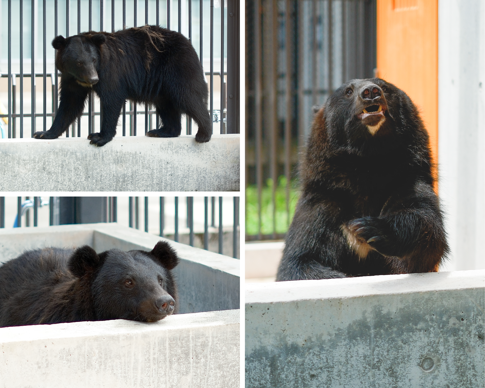 ツキノワグマの写真