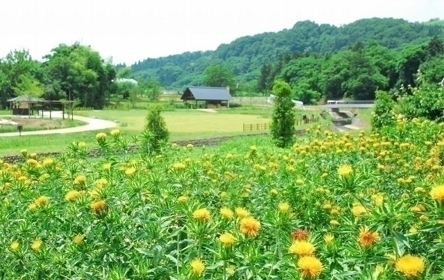 公園の広場と、べに花が咲いている花壇の様子の写真