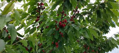 紅さやかです