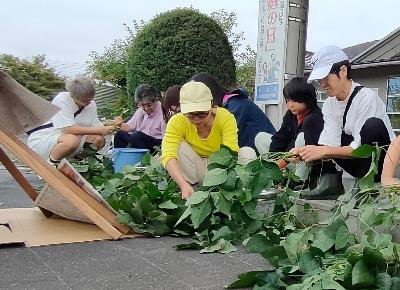 枝豆を一つ一つ丁寧にもぎ取っていました
