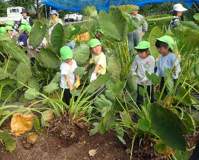 園児の背丈まで大きな育った里芋