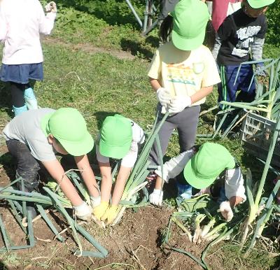 ネギの収穫作業