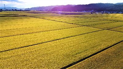 黄金に輝く河北町の田んぼ