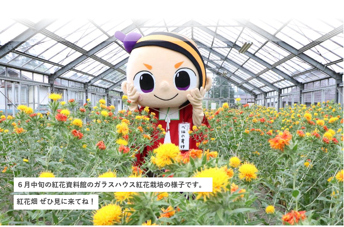 ６月中旬の紅花資料館のガラスハウス紅花栽培の様子です。紅花畑ぜひ見に来てね！（紅花の中にいるべにのすけの写真）