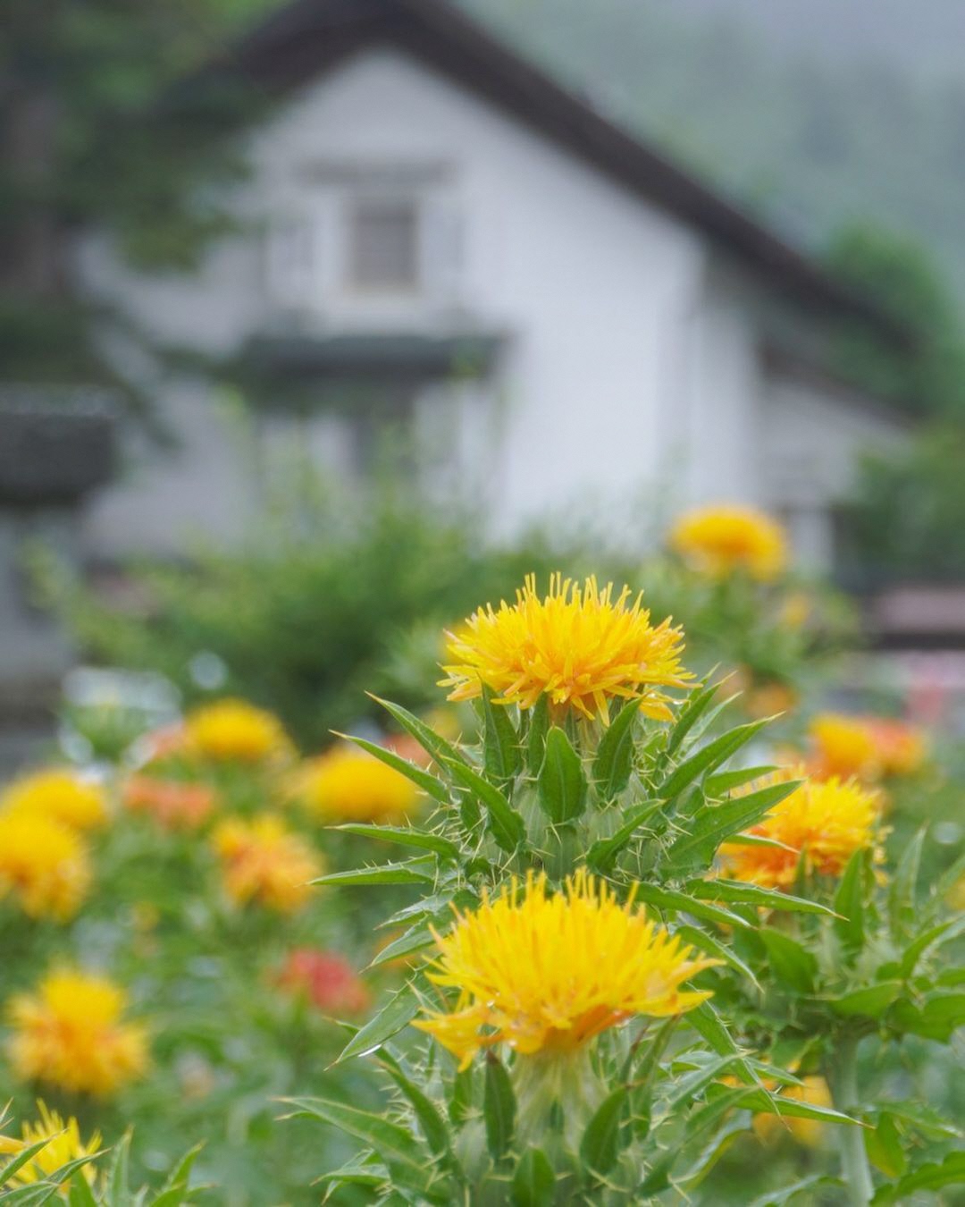 最優秀賞の紅花写真（sora_no_iro_26様）