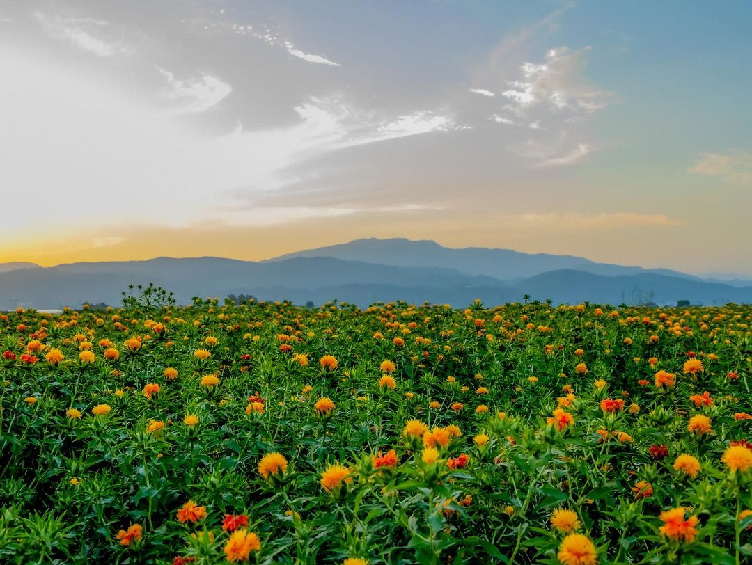 優秀賞の紅花の写真（shoko_4o5様）