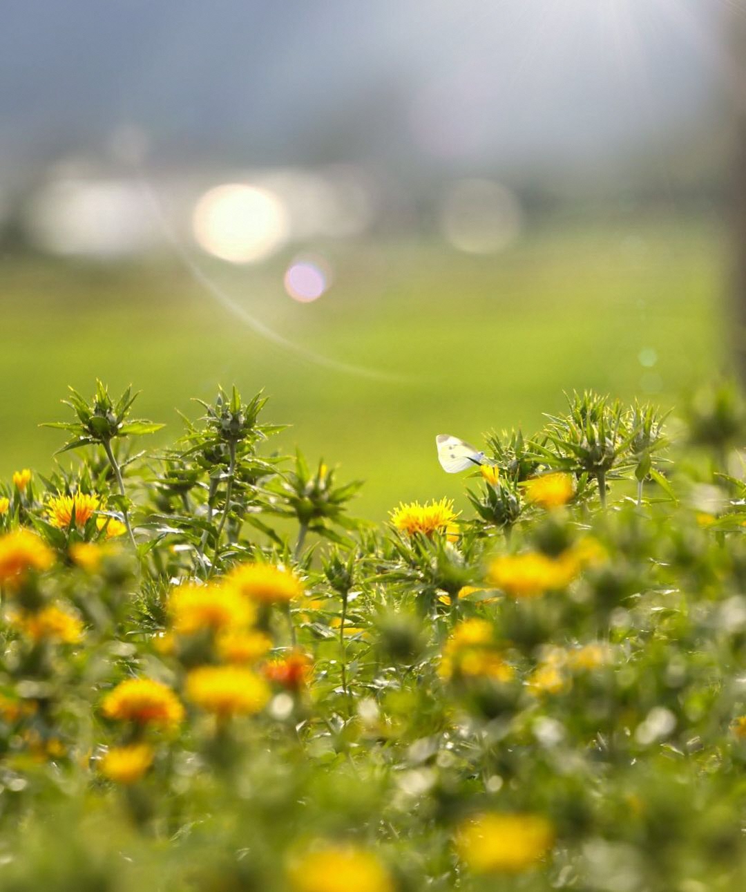 優秀賞の紅花の写真（mamorun329様）