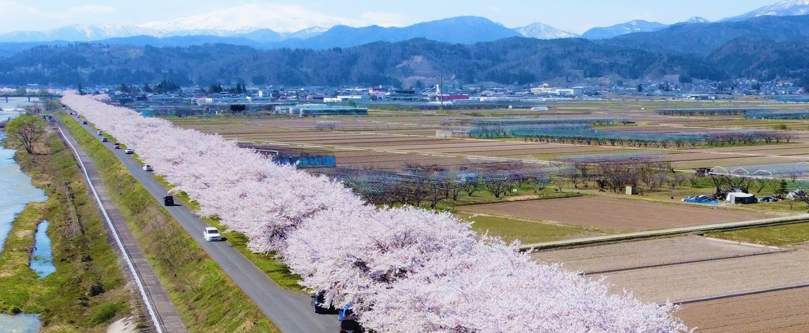四月メインビジュアル溝延橋の桜