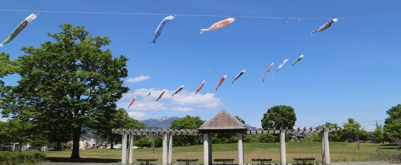 中央公園のこいのぼり