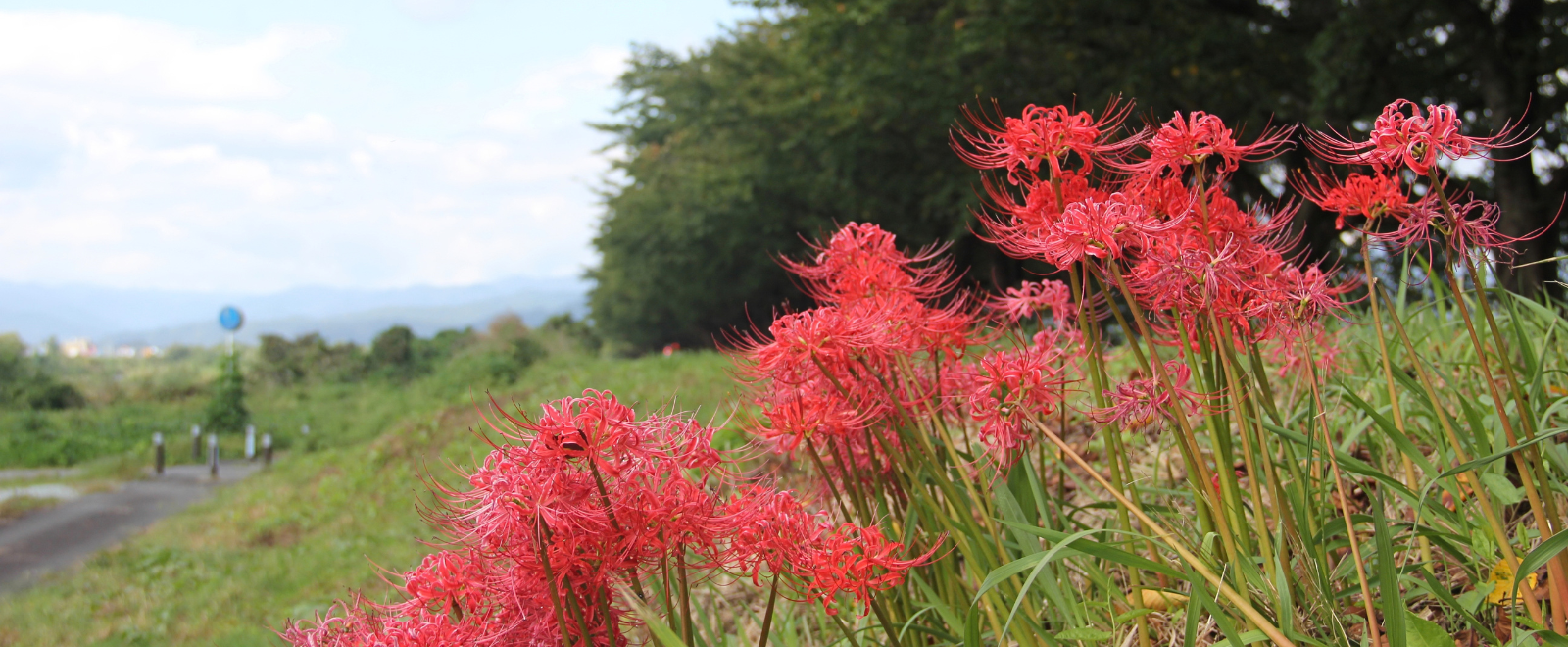 溝延桜堤に咲く彼岸花