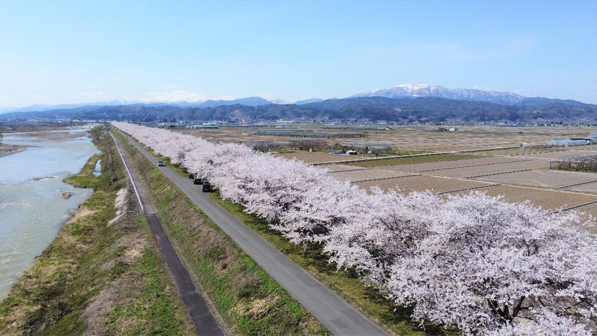 溝延の堤防桜の写真