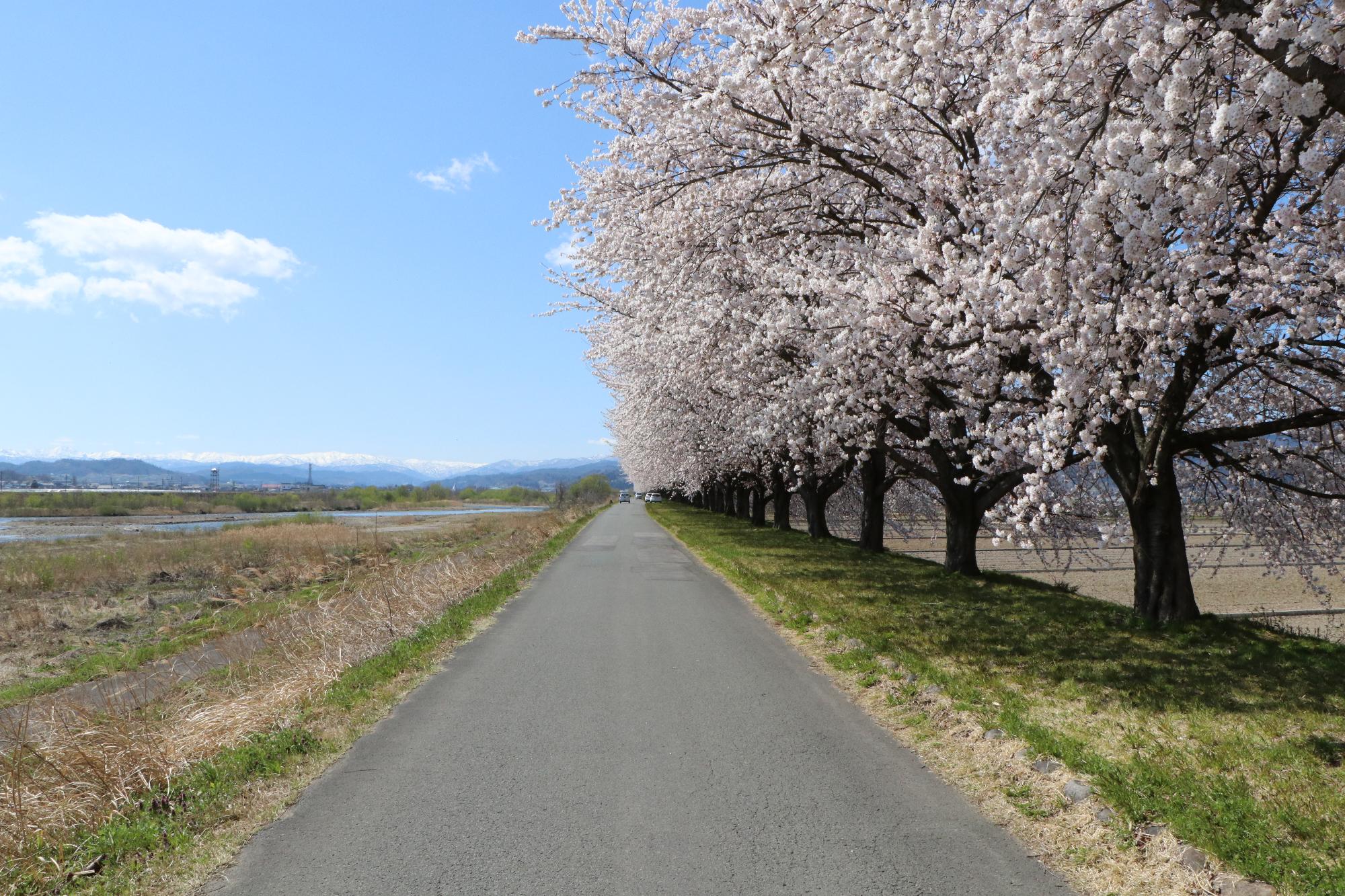 溝延桜堤