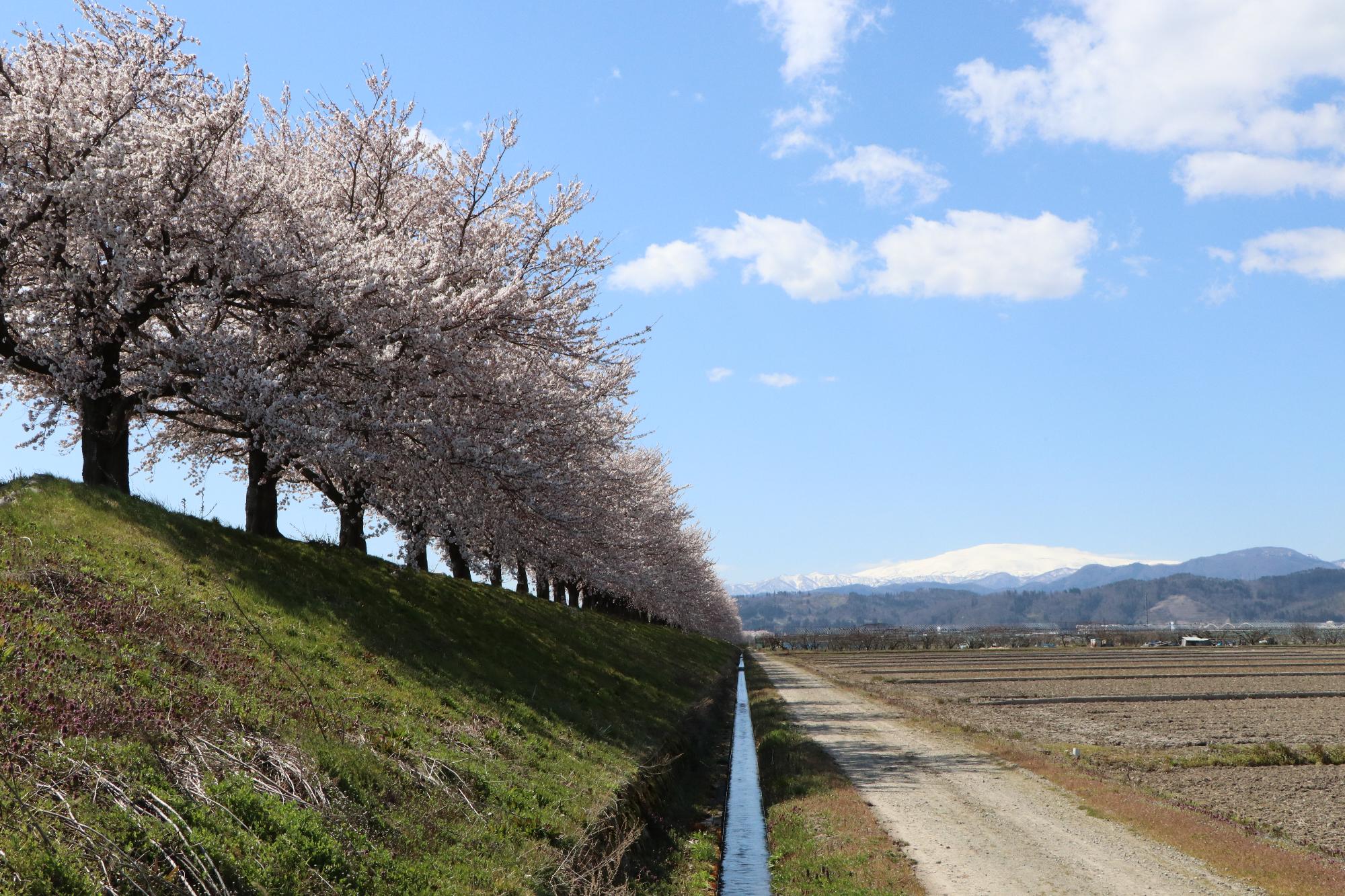 溝延桜堤