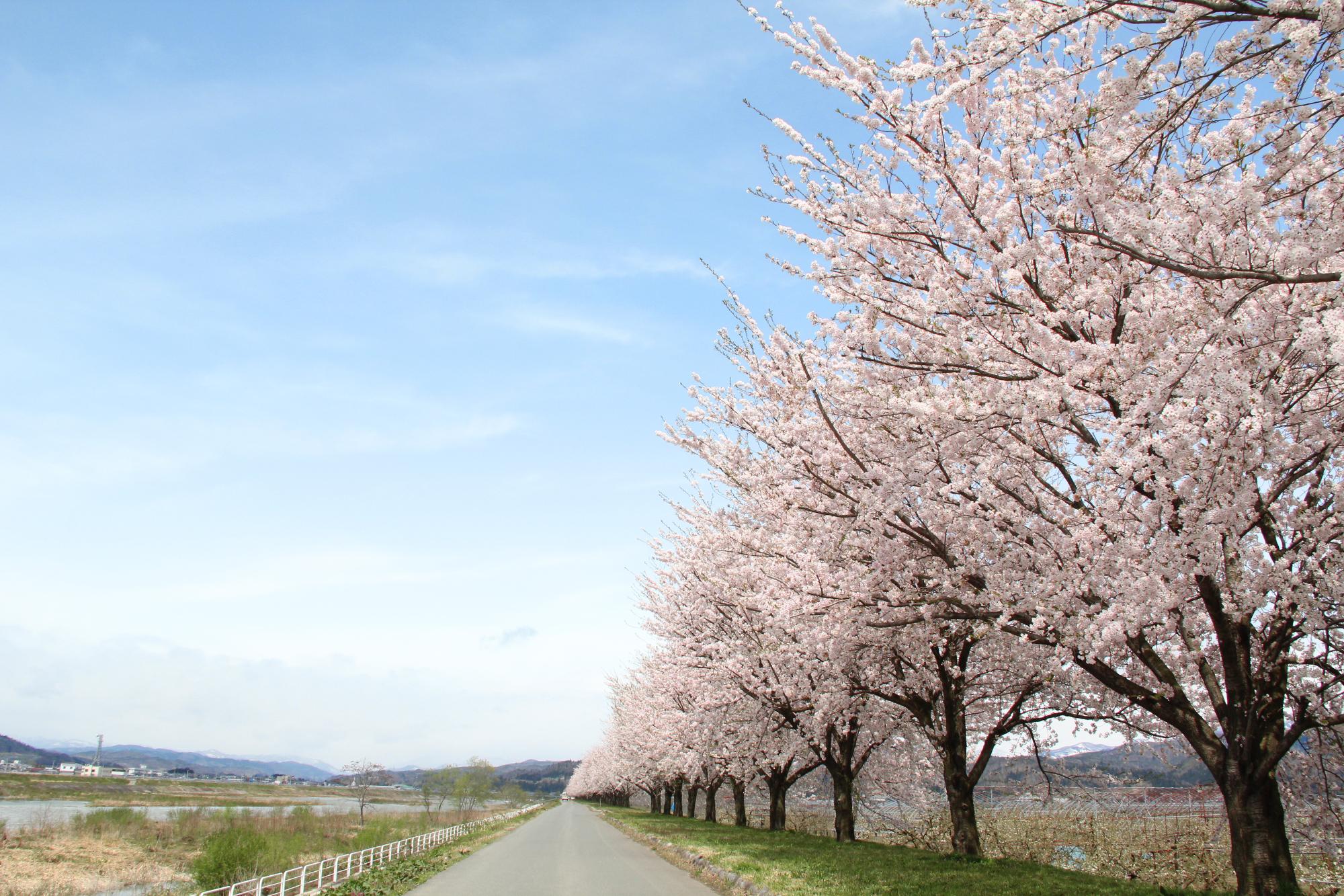 溝延桜堤