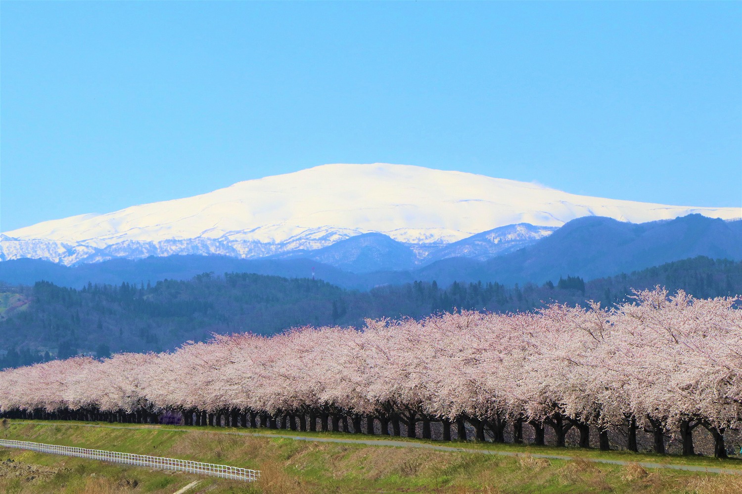 満開の桜が並んでいる溝延桜堤の写真