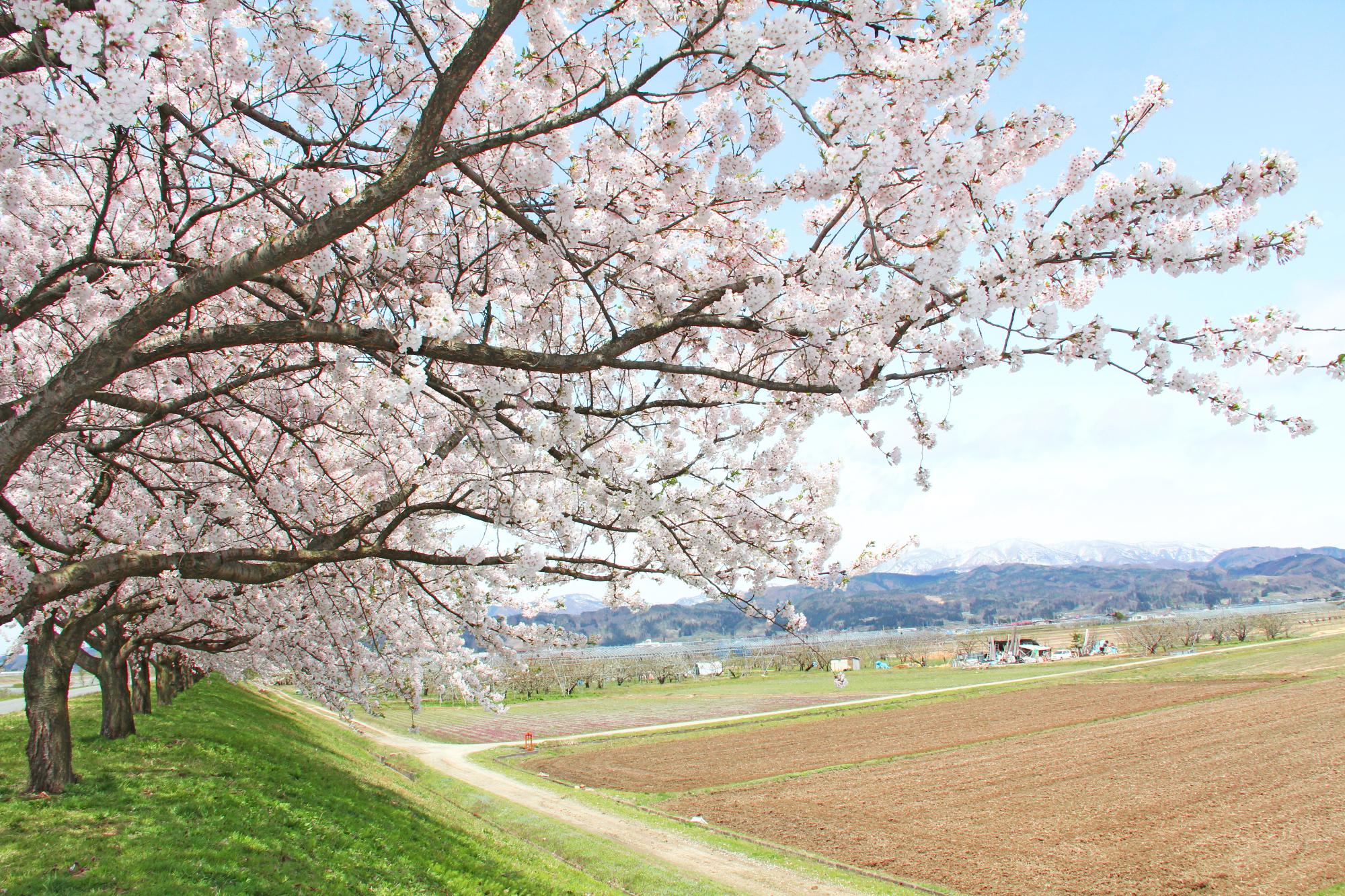 溝延桜堤