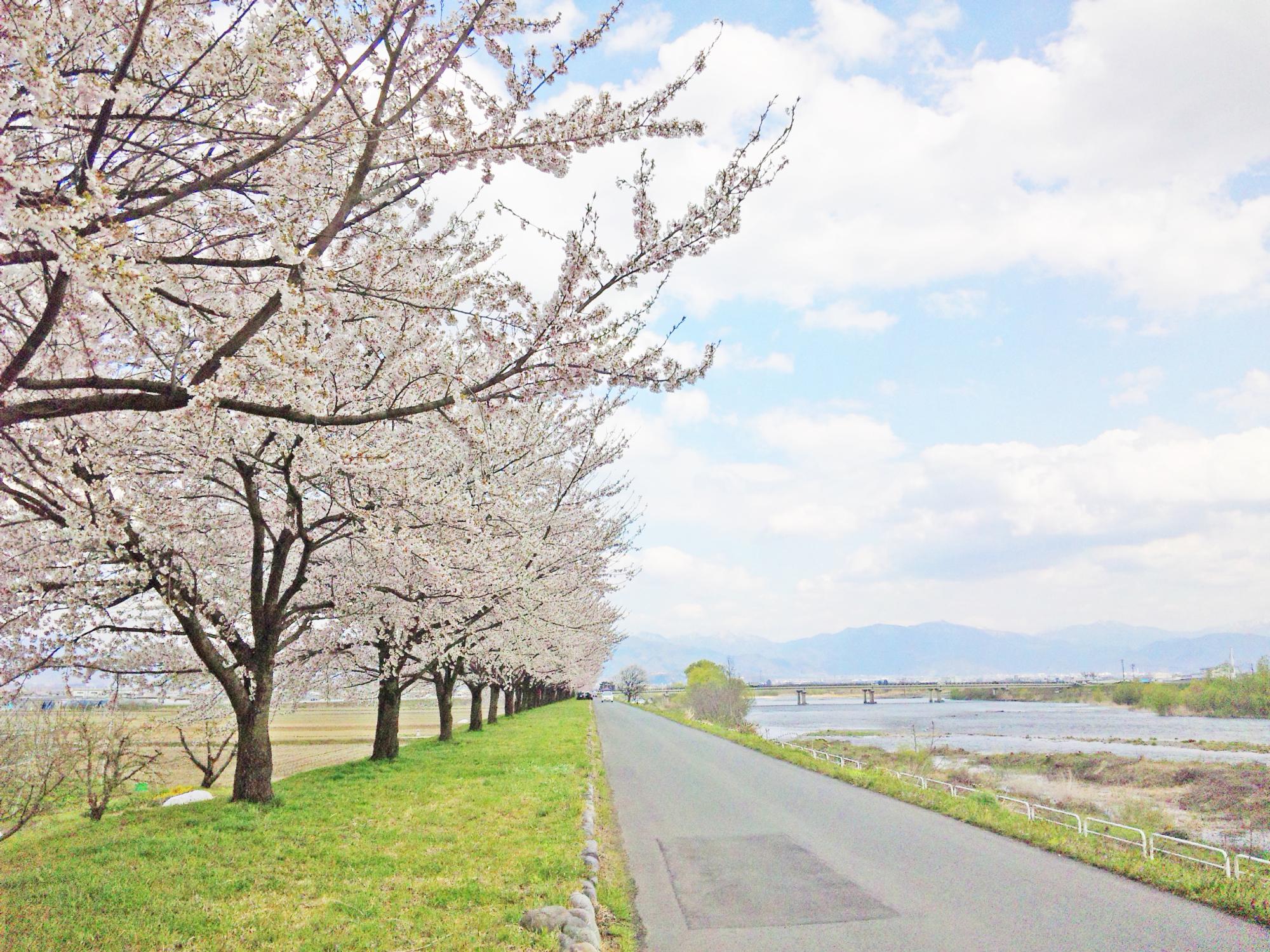 溝延桜堤