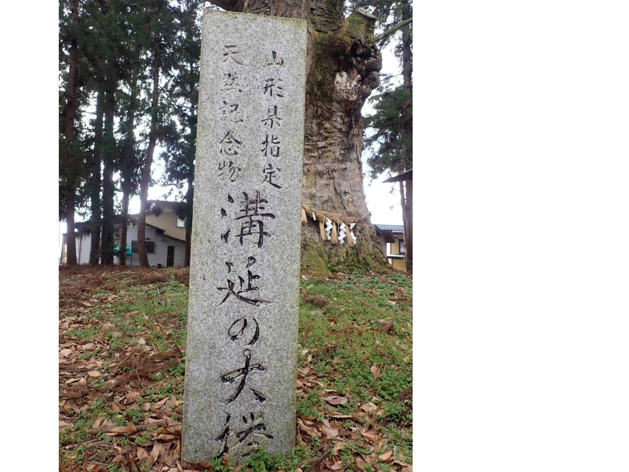 溝延の大けやき