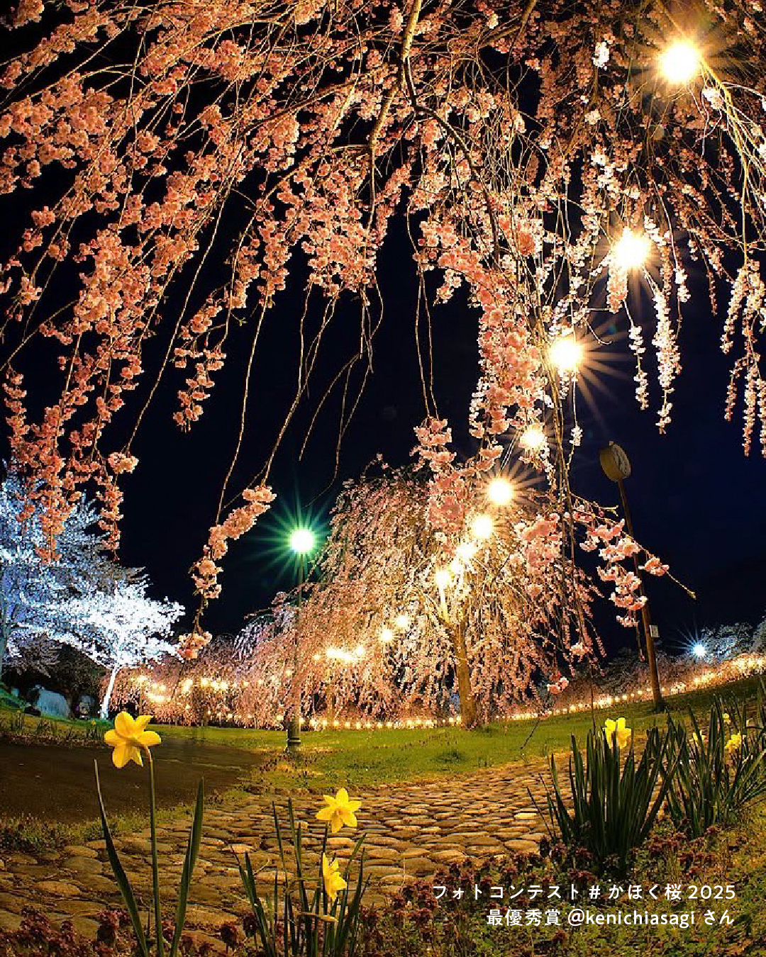 かほく桜2025_最優秀作品