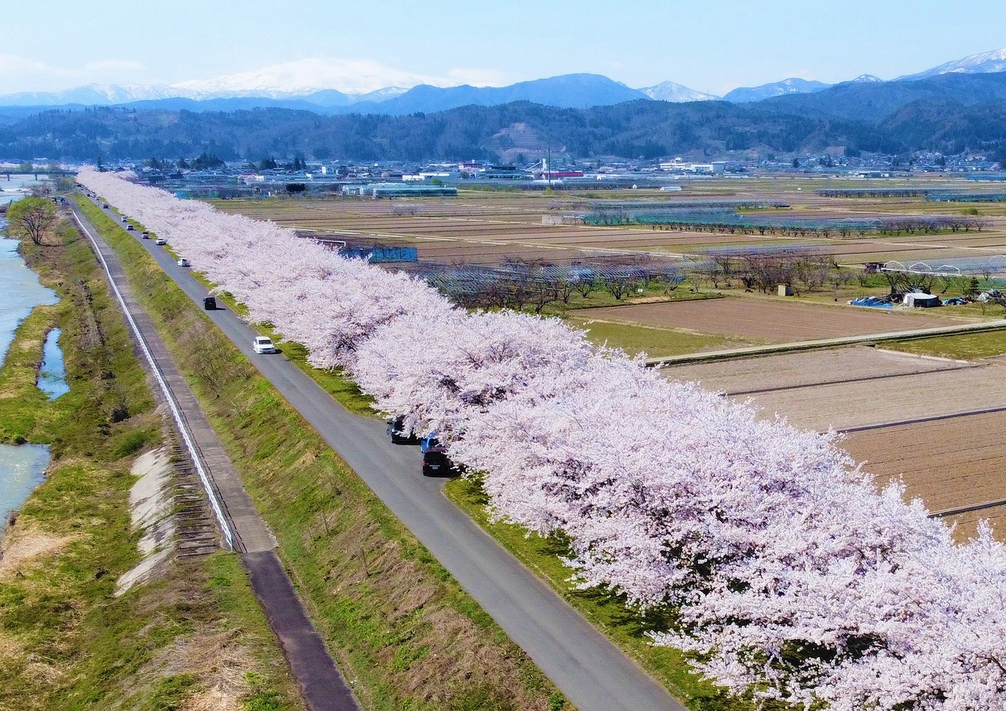 満開の桜が川沿いに並んでいる溝延桜堤の写真