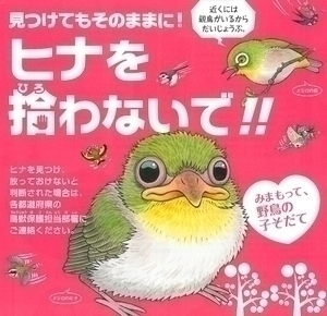 見つけてもそのままに！ヒナを拾わないで！ヒナを見つけ、放っておけないと判断された場合は、各都道府県の鳥獣保護担当部署にご連絡ください。近くには親鳥がいるからだいじょうぶ。みまもって、野鳥の子そだて