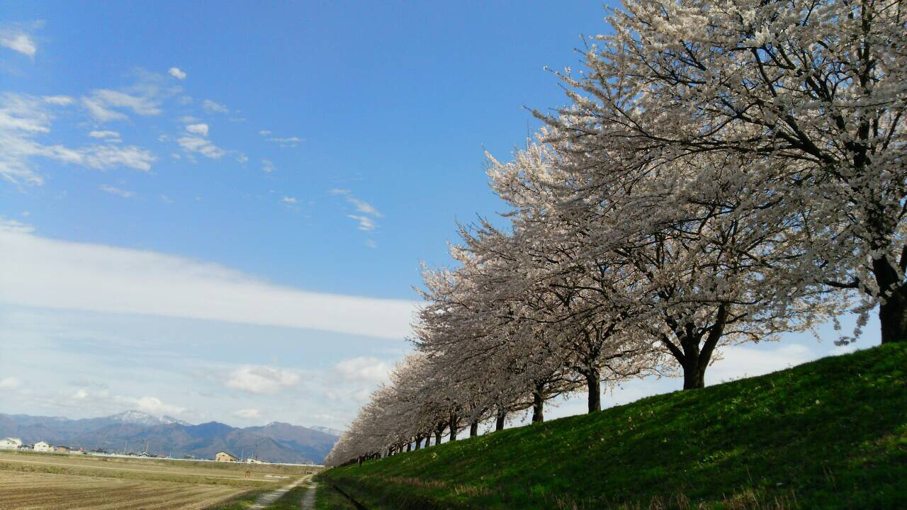 溝延桜堤