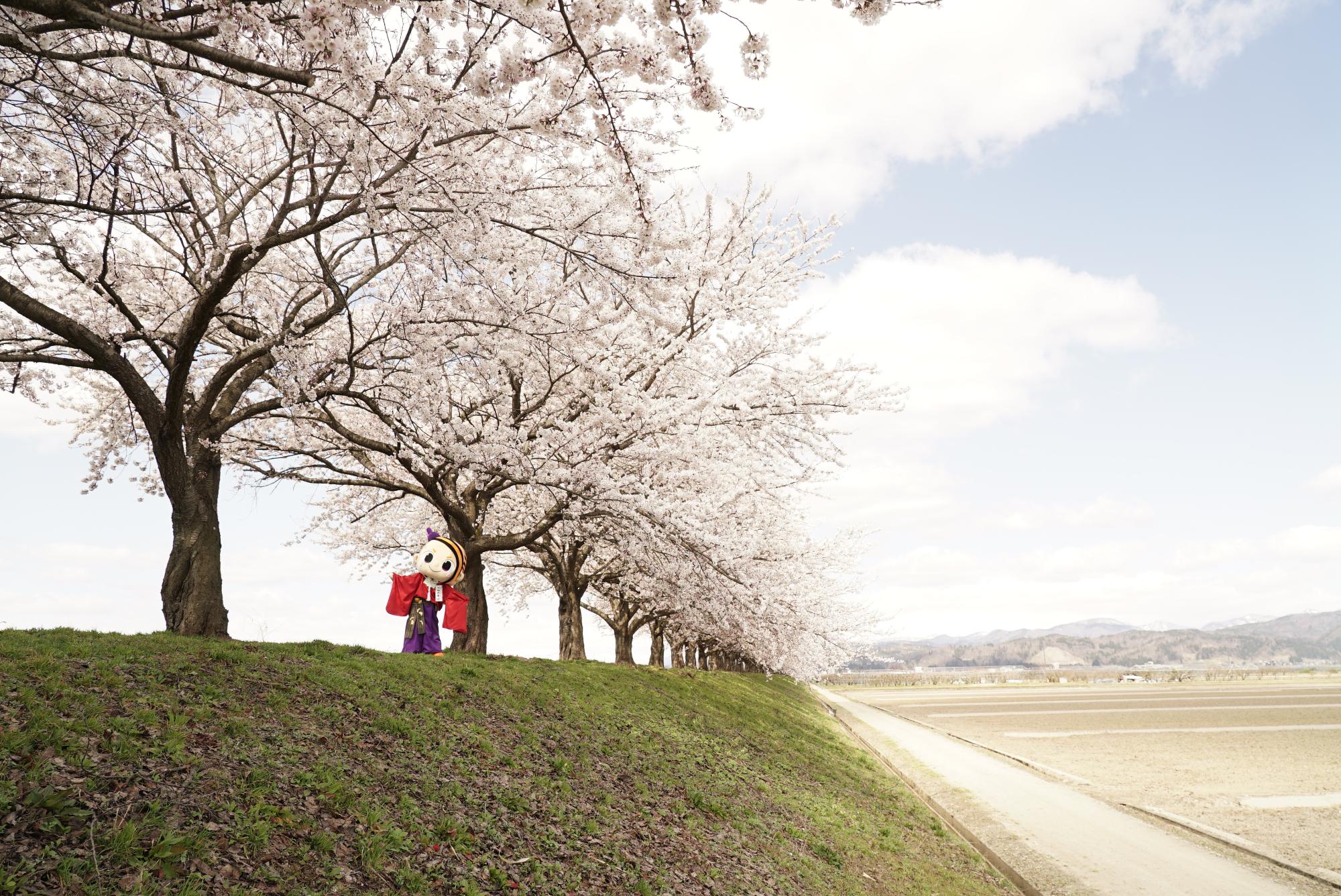 溝延桜堤