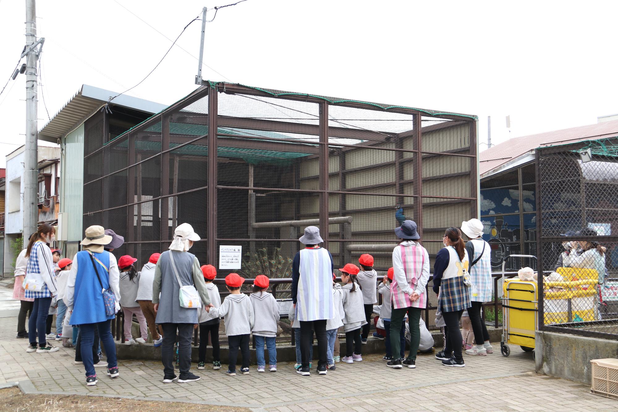屋外で動物園を見学する園児たち
