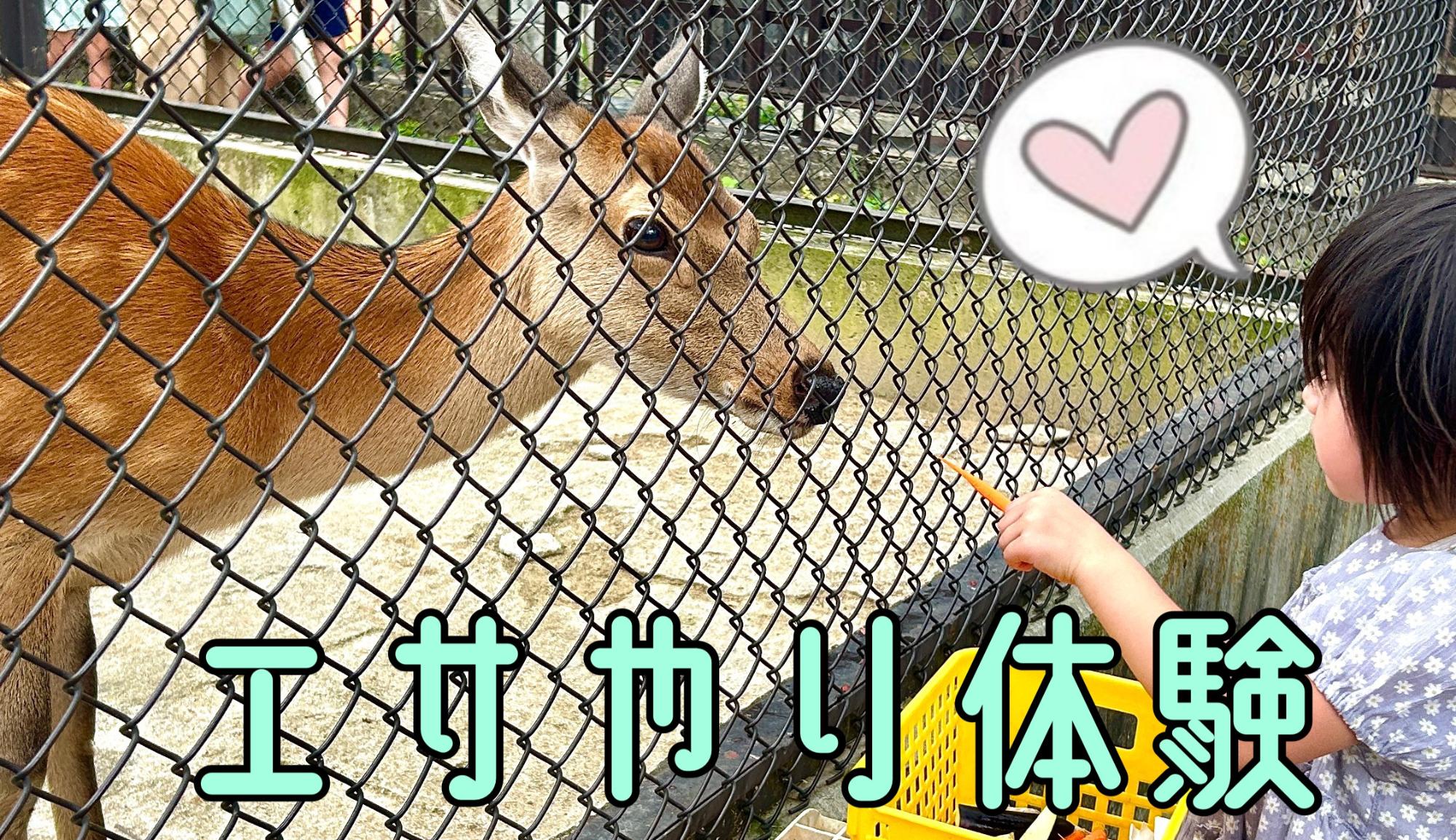 エサやり体験