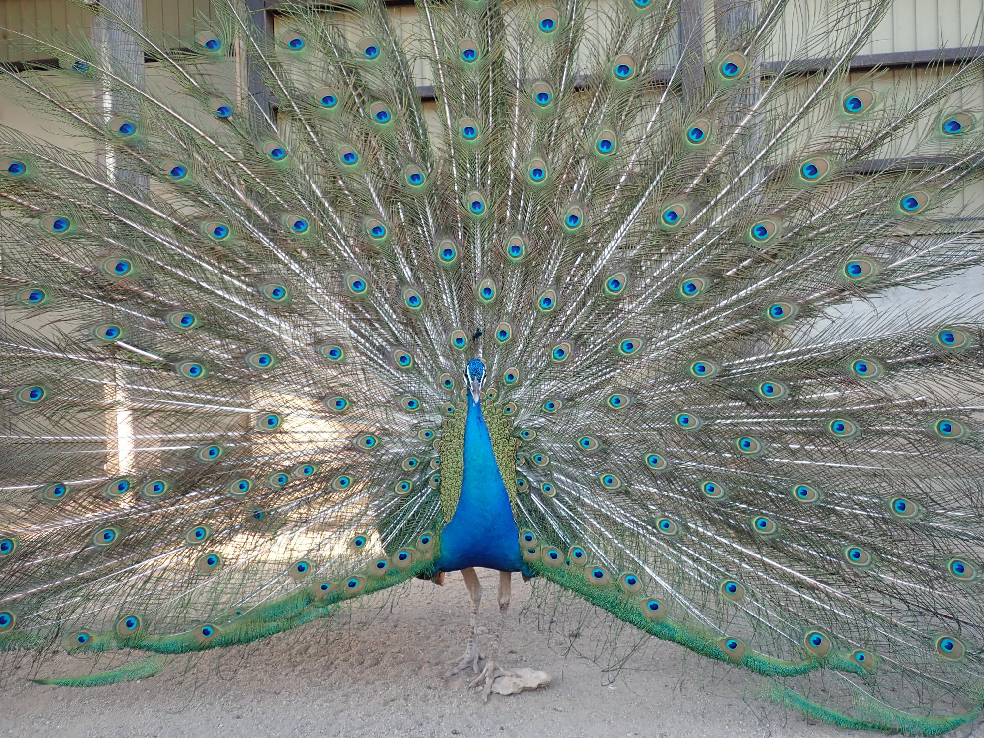peacock