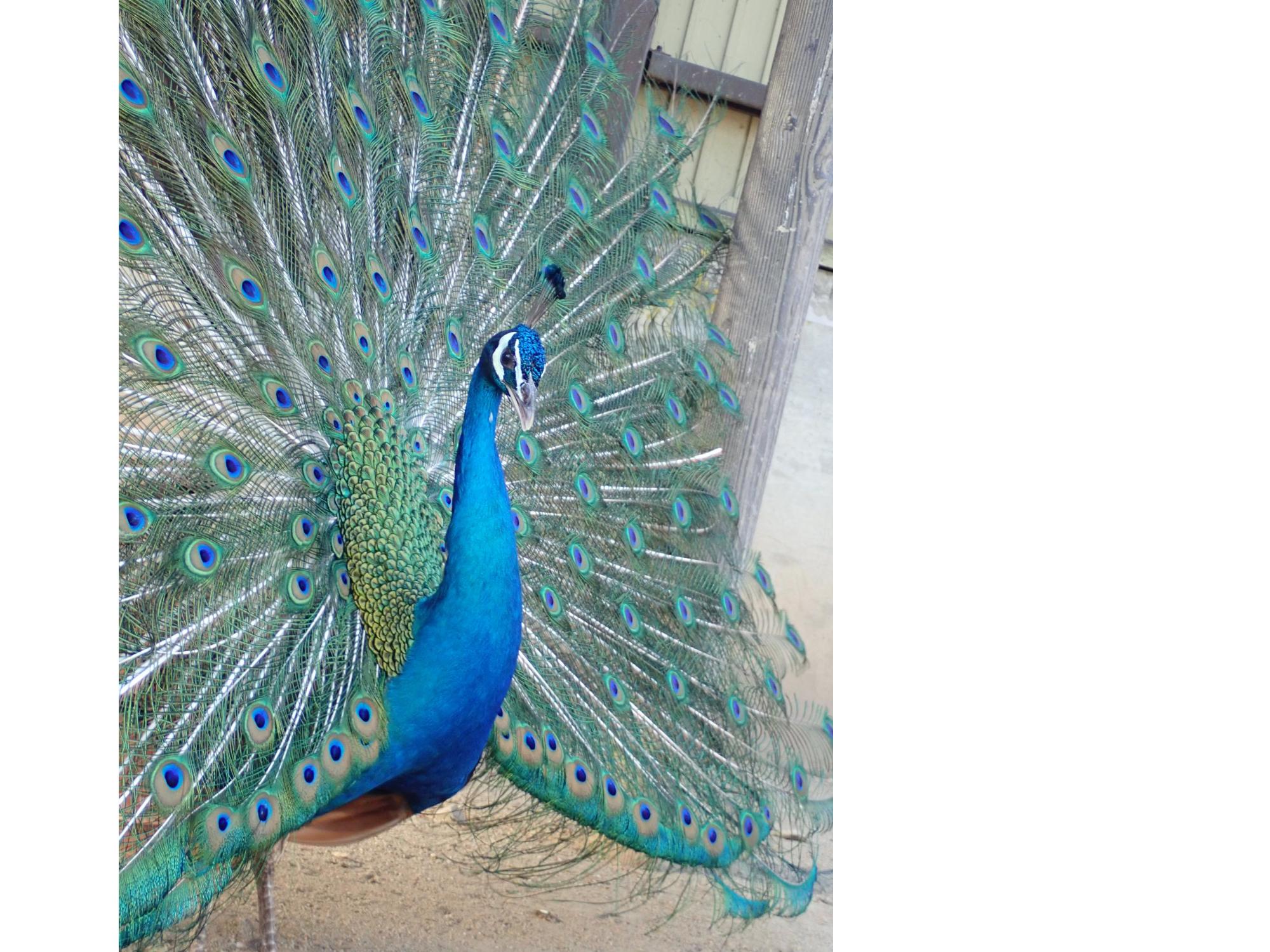 peacock