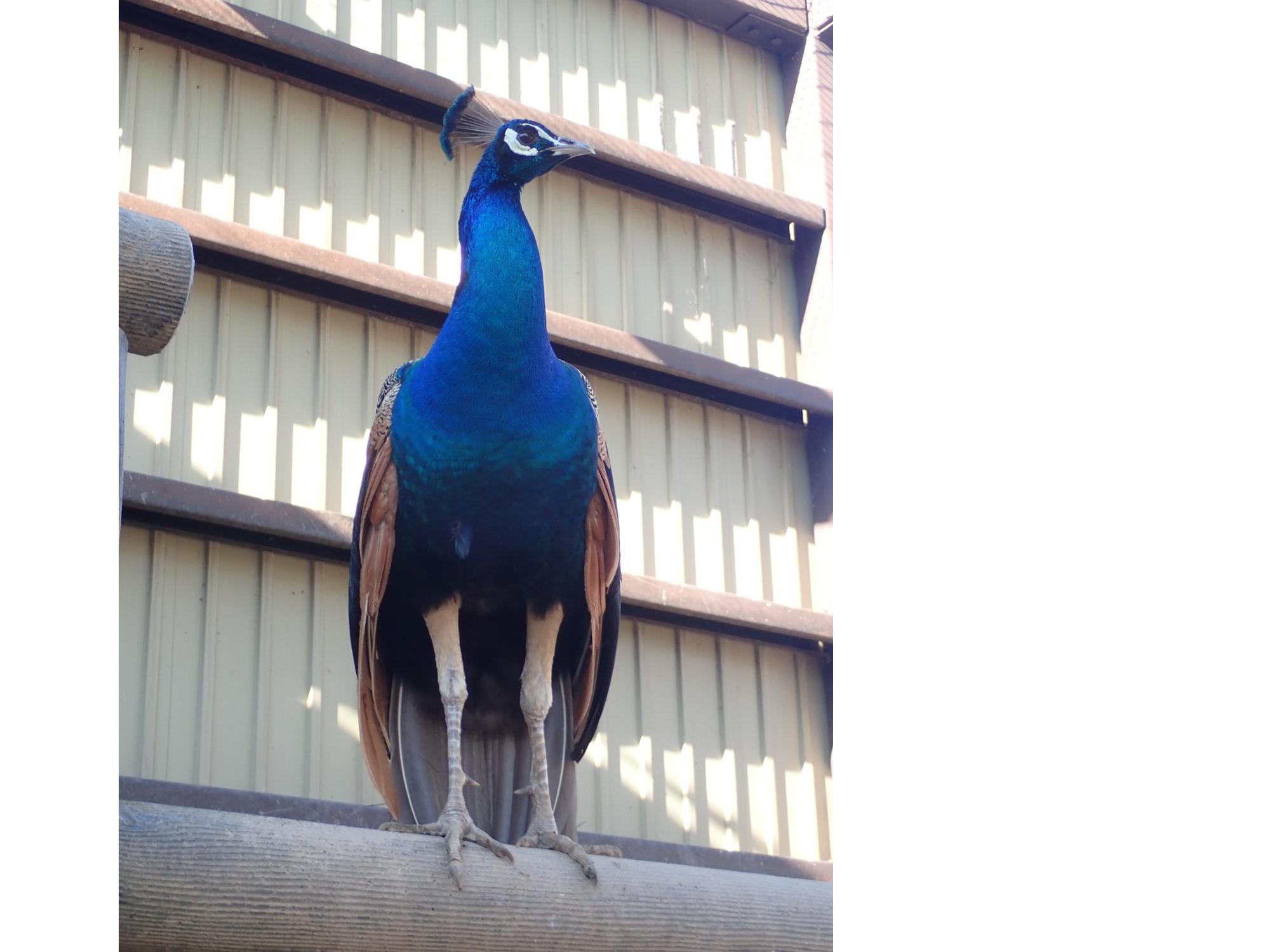 peacock2
