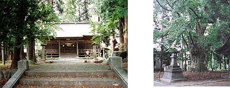 左から木造の本殿と神秘的な巨樹の2枚並びの写真