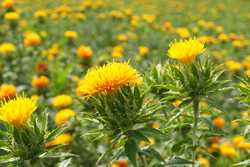 黄色のたんぽぽの花畑の写真