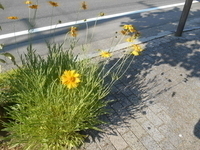 オオキンケイギクの花が道端に咲いている様子の写真