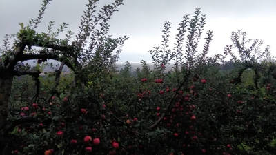 曇り空の下、リンゴの木にりんごが実っている写真