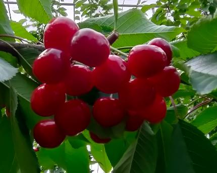 色付きが早い、佐藤錦