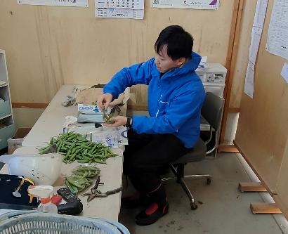 野菜の出荷作業