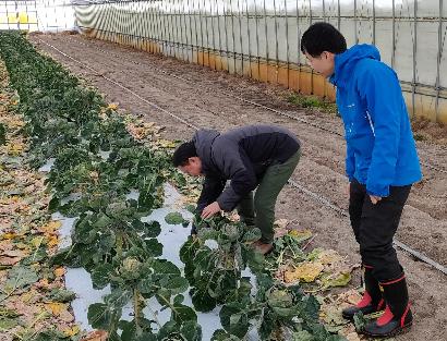 野菜の生育状況確認