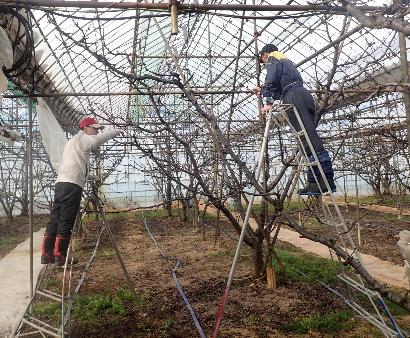 加温さくらんぼの芽かき作業