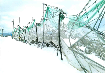 雪の被害があったさくらんぼハウス